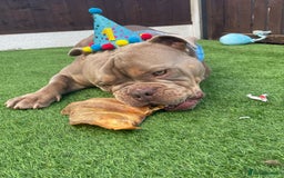 Mixed Breed dogs for sale: Incredible bulldog x FOR-SALE  - Image 7