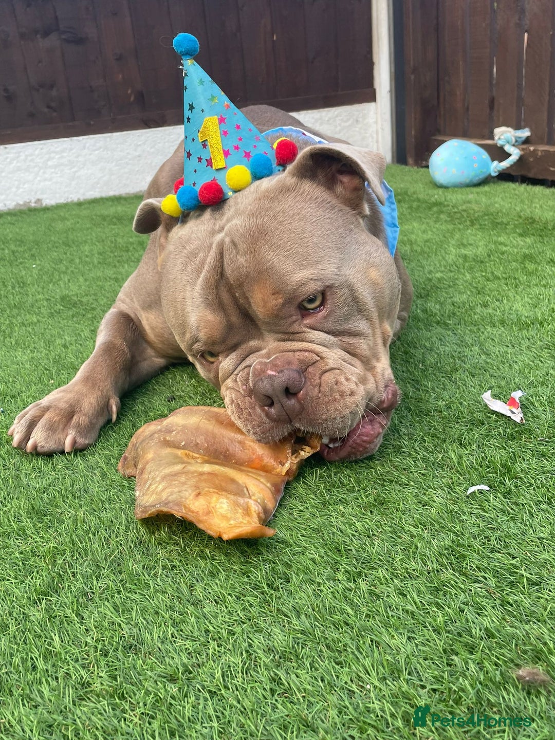 Mixed Breed dogs for sale: Incredible bulldog x FOR-SALE  - Image 7