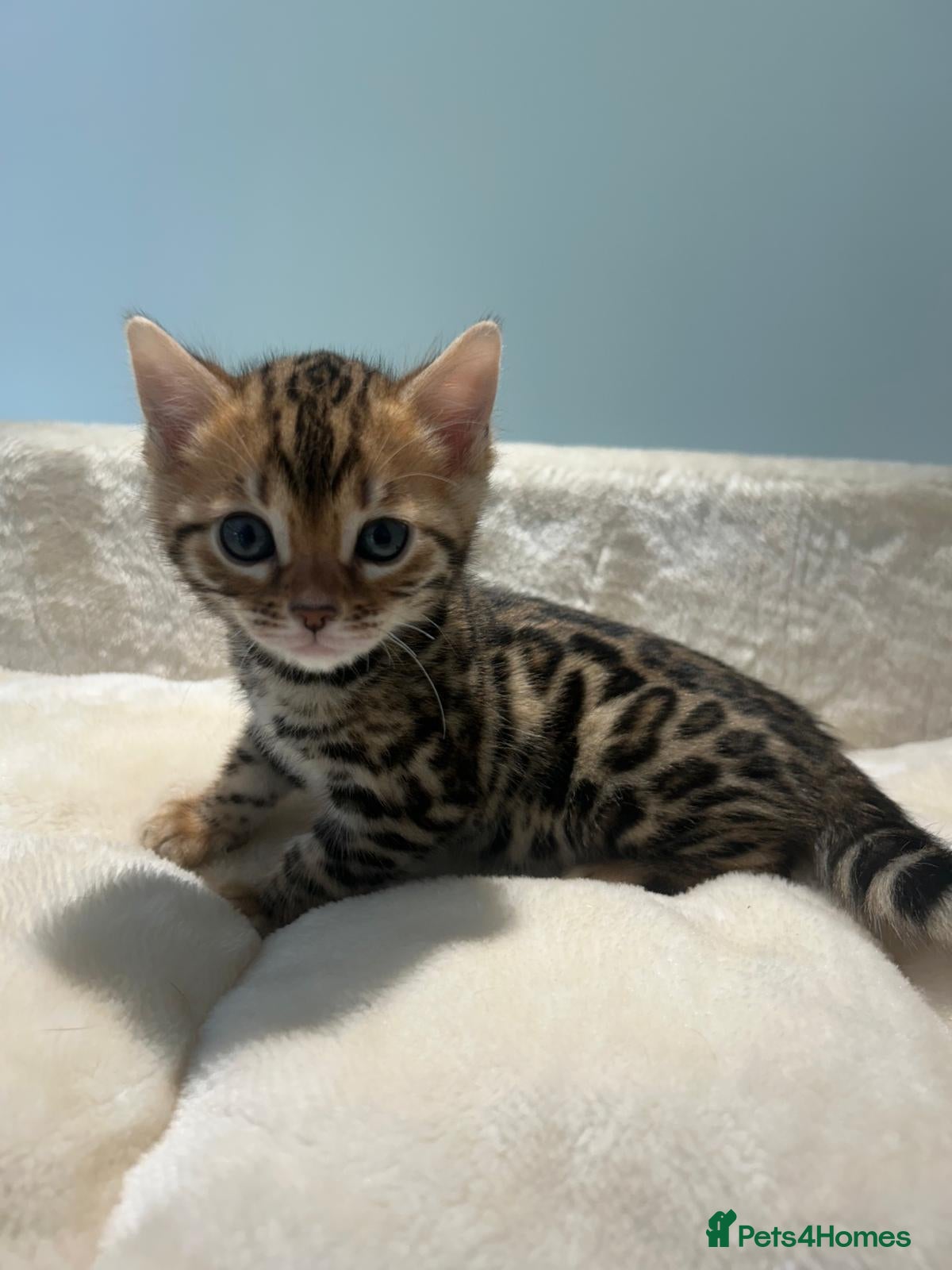 Bengal cats Stunning Bengal Boy  - Advert 1