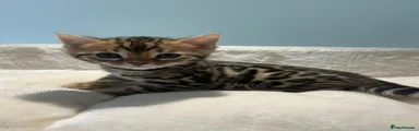 Bengal Kitten 1