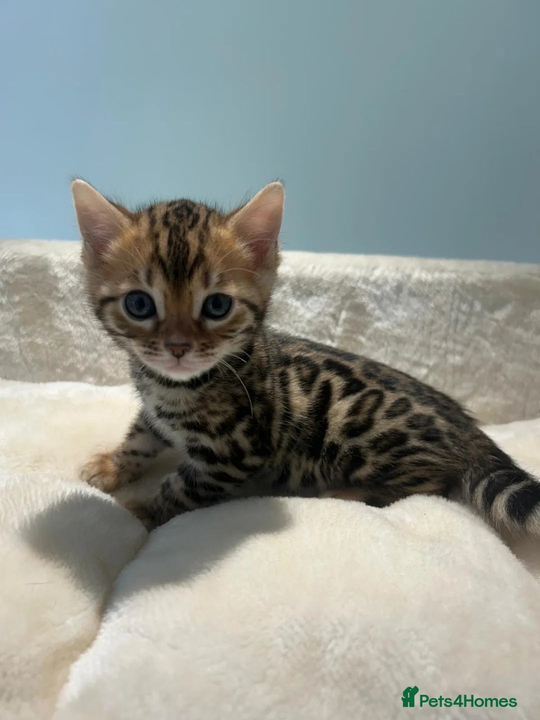 Bengal cats for sale: Stunning Bengal Boy  - Advert 1