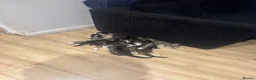 Aegean cats for sale: 3 male greek aegan kitten+one female tuxedo kitten - Advert 6