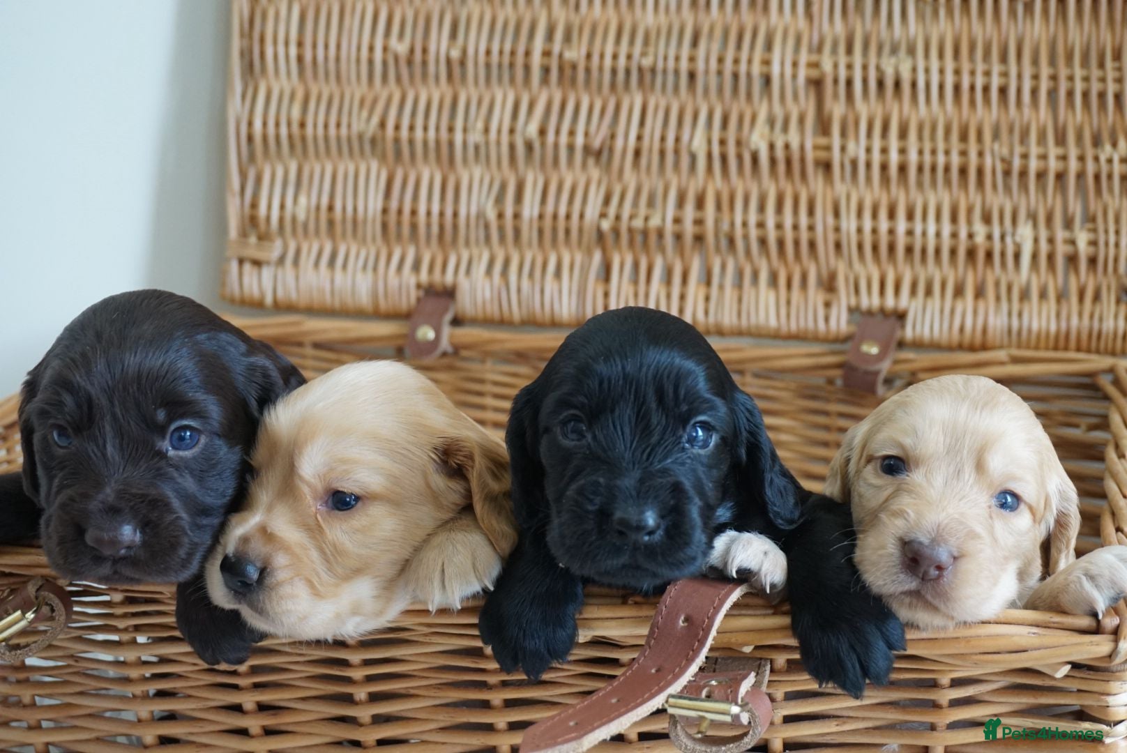 Cocker Spaniel dogs Cocker Spaniel puppies - Advert 2