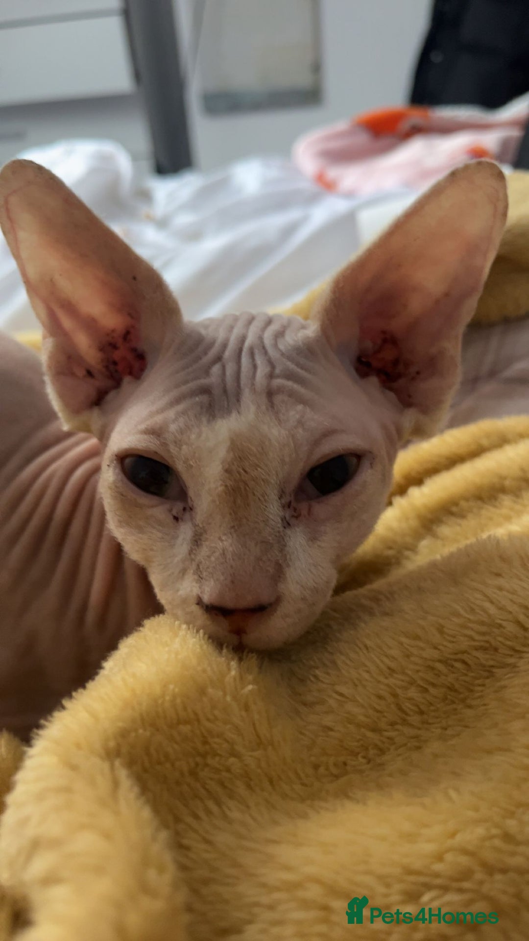 Sphynx cats for sale: Pair of sphynxes - Image 3