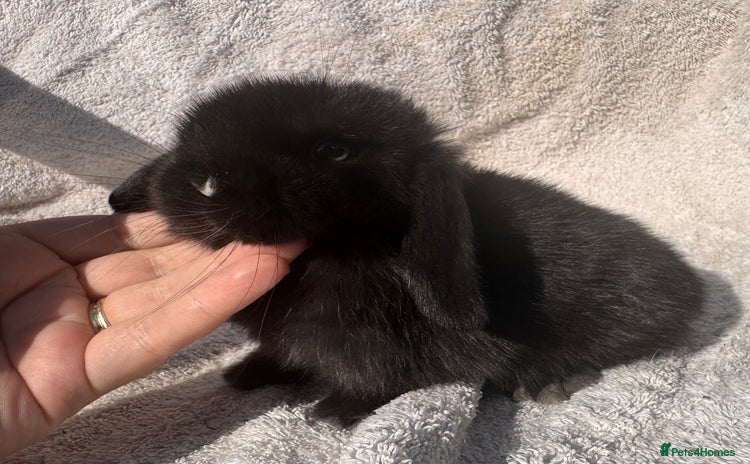 Mini Lop rabbits - Advert 4