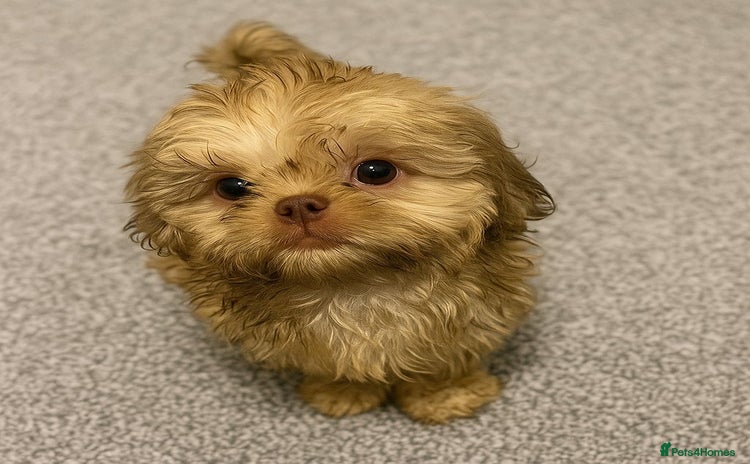 Shih Tzu dogs - Advert 4