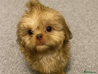 Shih Tzu dogs - Advert 35