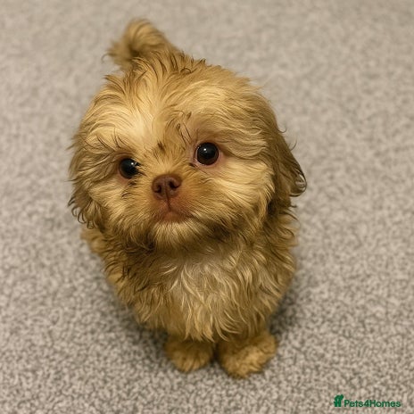 Shih Tzu dogs - Advert 4