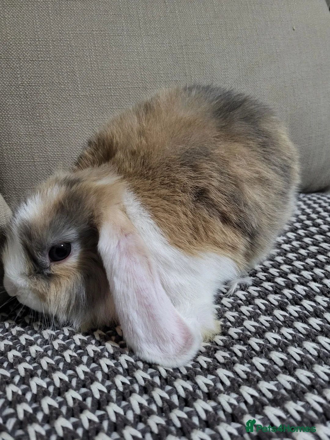 Mini Lop rabbits for sale: Adorable Mini Lops - Advert 14