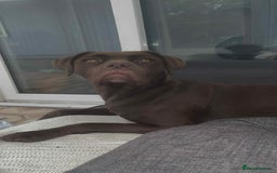 Mixed Breed dogs for sale: Labrador cross staff - Image 3