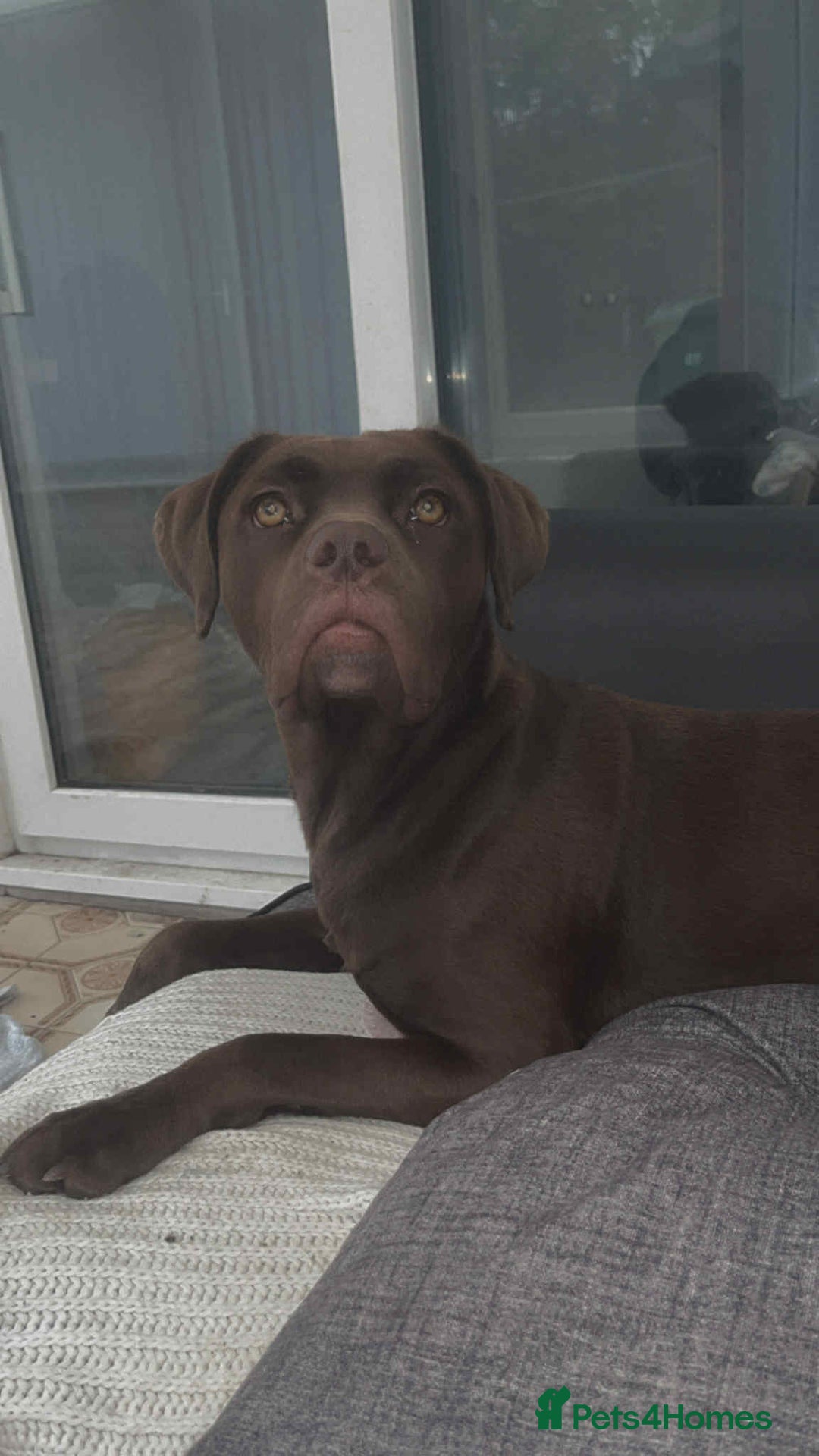 Mixed Breed dogs for sale: Labrador cross staff - Image 3