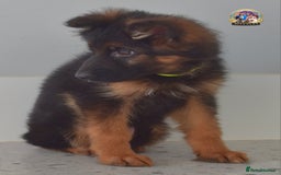 German Shepherd dogs for sale: 💥REDUCED PRICE💥 3 GIRLS German shepherd puppies  - Image 8