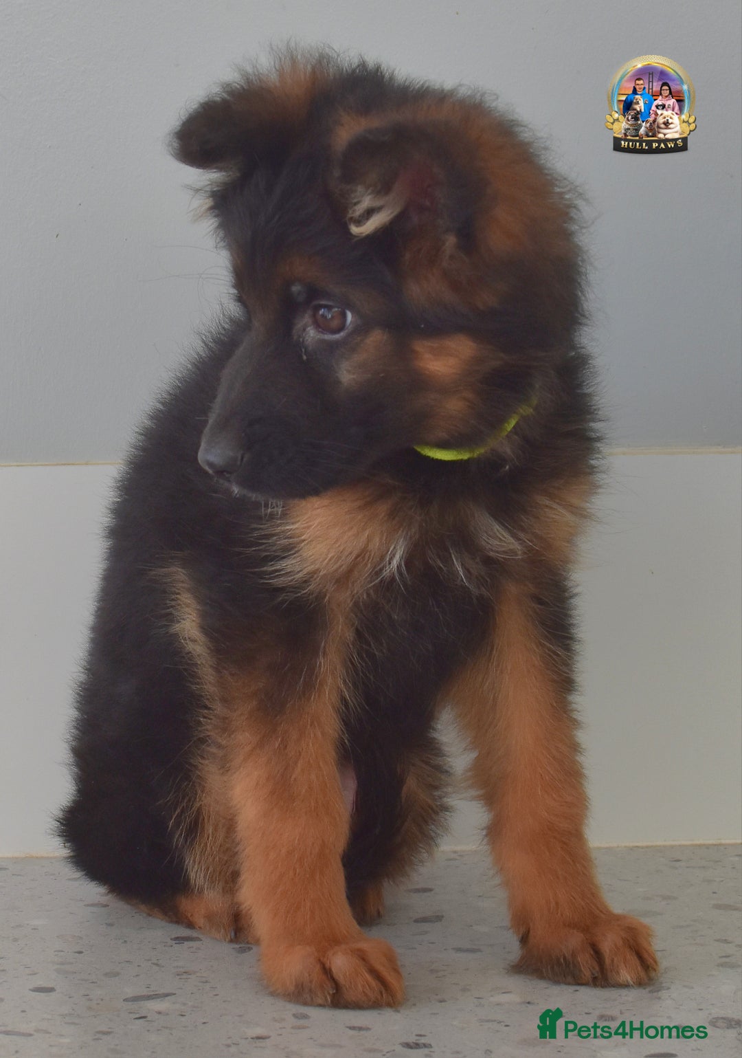 German Shepherd dogs for sale: 💥REDUCED PRICE💥 3 GIRLS German shepherd puppies  - Image 8