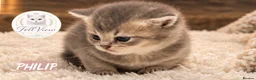 British Longhair cats for sale: GCCF Registered Pedigree British Longhair Kittens - Advert 11
