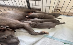 Staffordshire Bull Terrier dogs for sale: Kc registered blue Staffordshire puppies  - Image 7