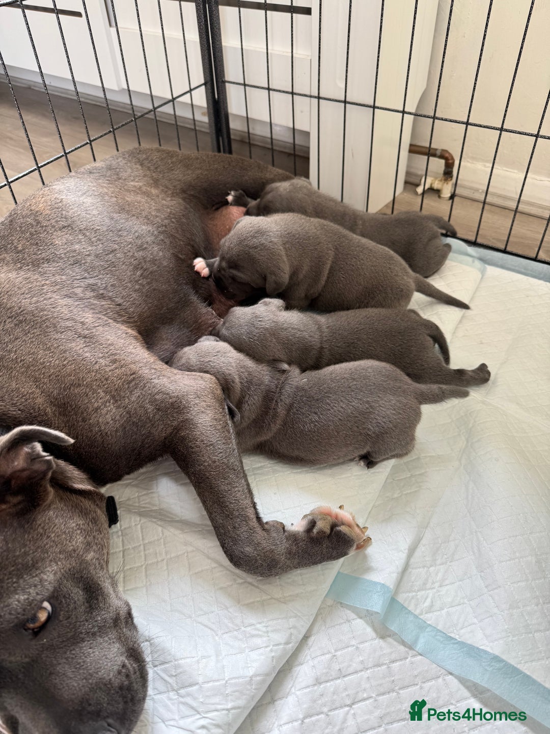 Staffordshire Bull Terrier dogs for sale: Kc registered blue Staffordshire puppies  - Image 7