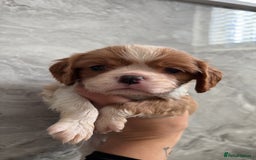 Cavalier King Charles Spaniel dogs for sale: Ready to go 🐶 Cavalier King Charles Spaniels - Image 13