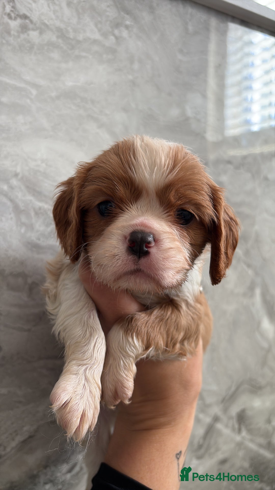 Cavalier King Charles Spaniel dogs for sale: Ready to go 🐶 Cavalier King Charles Spaniels - Image 13