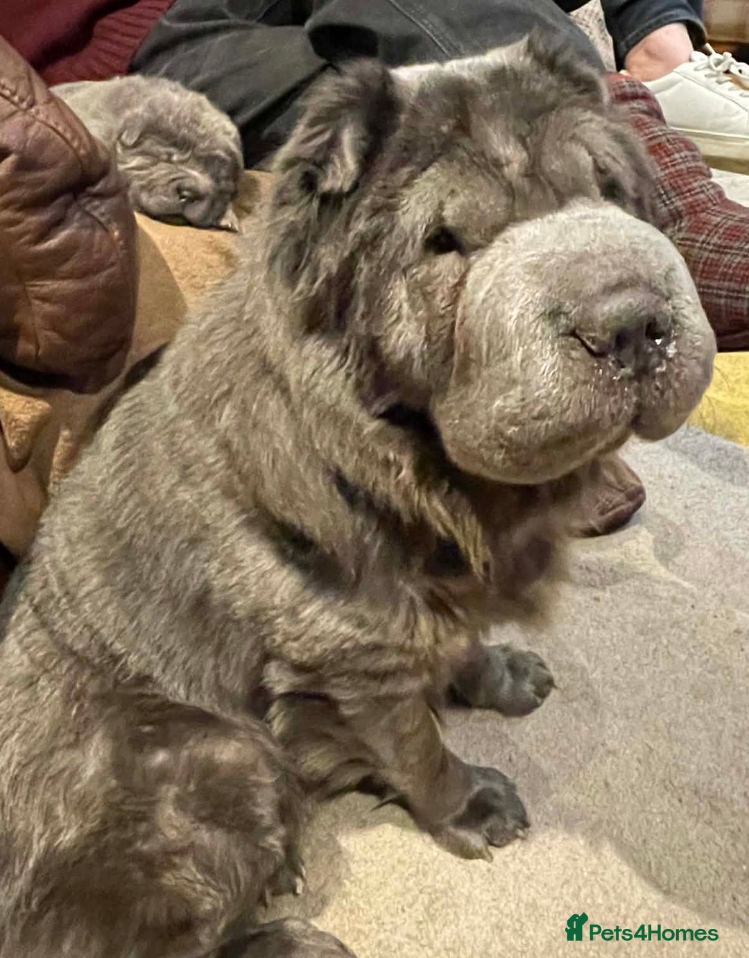 Shar Pei dogs for sale: 4 Shar pei puppies for sale - Advert 2