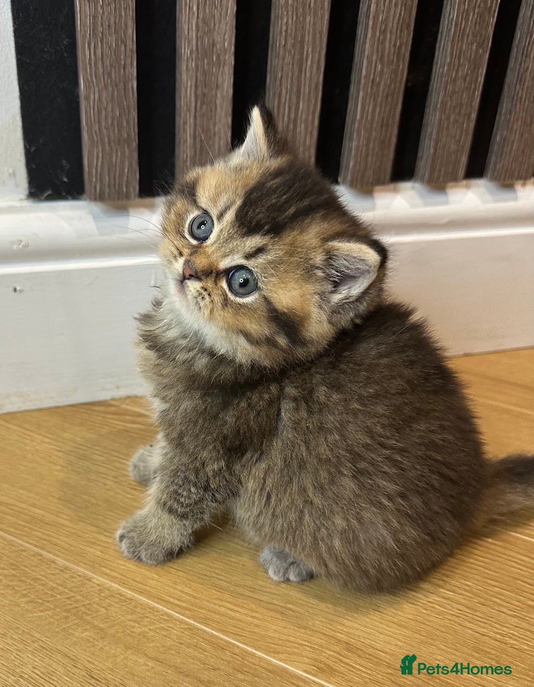 British Shorthair cats for sale: Gorgeous Brown Tabby BSH Kittens - Advert 13