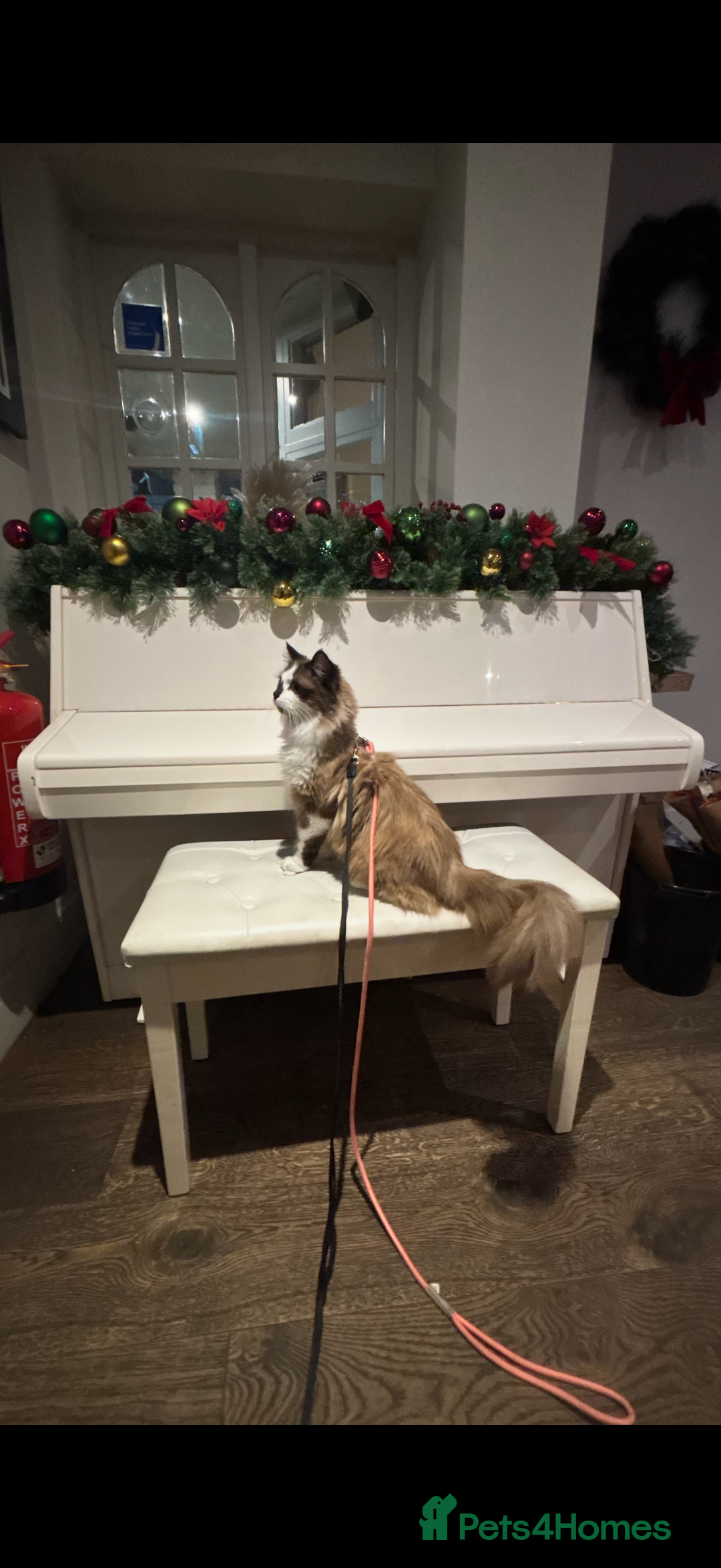 Ragdoll cats for sale: Stunning Ragdolls kittens available  - Advert 1