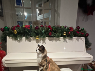 Ragdoll cats Stunning Ragdolls kittens available - Advert 17