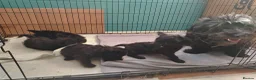 Scottish Terrier dogs for sale: Ready to go Scottish terrier puppies available - Advert 3