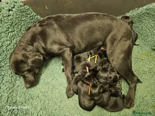 Labrador Retriever dogs Stunning RKC Litter - Advert 12