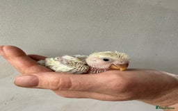 Lovebirds birds for sale: Cuddly hand reared baby lovebirds - Image 6