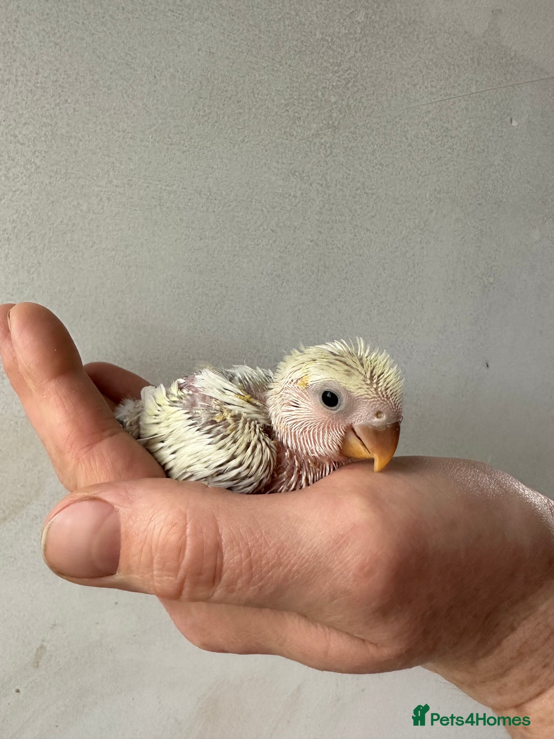 Lovebirds birds for sale: Cuddly hand reared baby lovebirds - Image 6