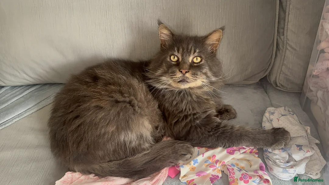 Maine Coon cats for sale: Huge TICA ACTIVE CHAMPIONSHIP BREEDING MALE - Advert 7