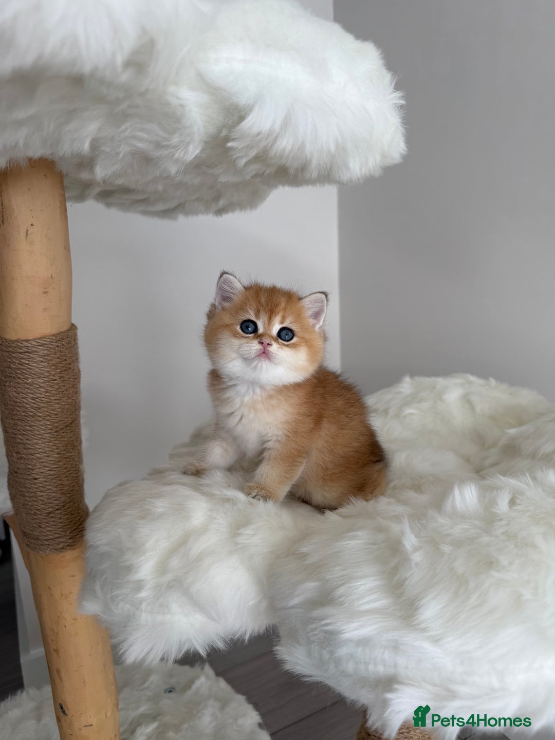 British Shorthair cats for sale: Golden Blue British Shorthair kittens  - Image 24