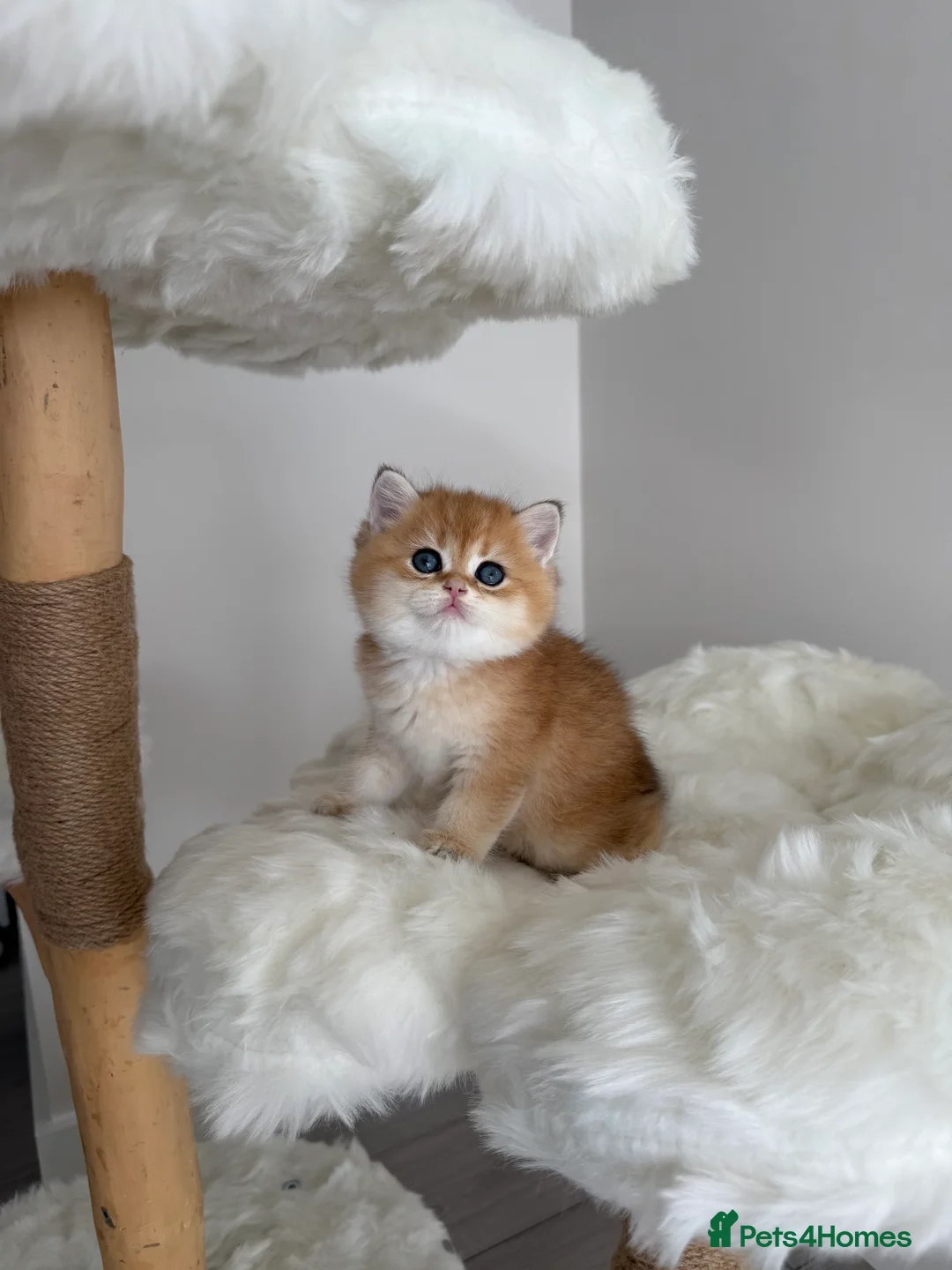 British Shorthair cats for sale: Golden Blue British Shorthair kittens  - Advert 24