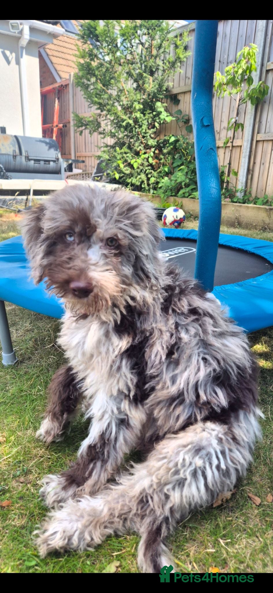 Australian Labradoodle dogs Australian Labradoodle medium/large - Advert 1