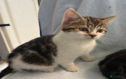 Mixed Breed cats for sale: British Short Hair X Grey and Tabby kittens - Image 5