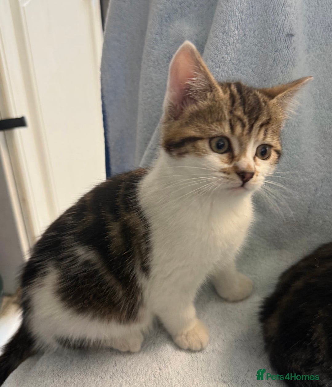 Mixed Breed cats for sale: British Short Hair X Grey and Tabby kittens - Image 5
