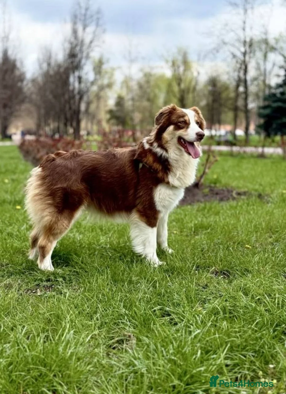 Australian Shepherd dogs for sale: Australian Shepherd KC show-line puppies - Advert 4