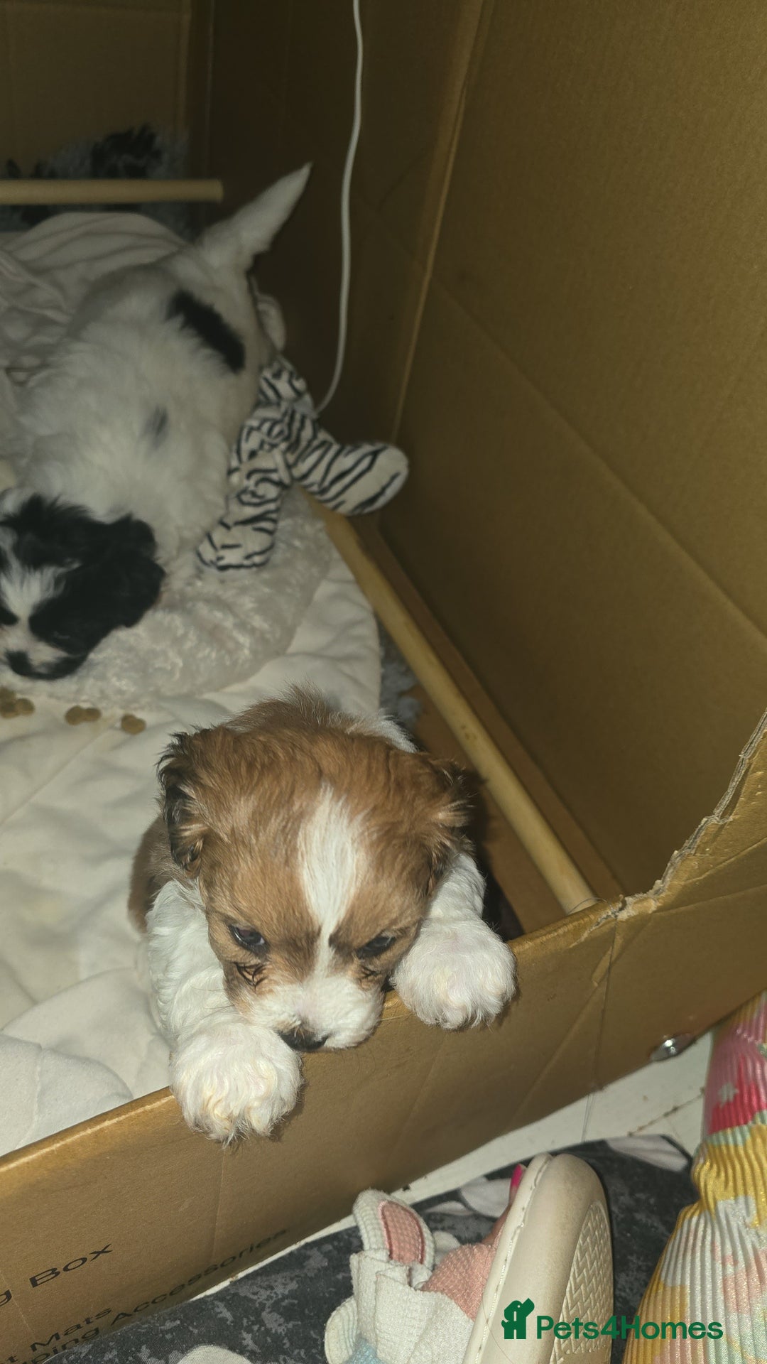 Mixed Breed dogs for sale: Beautiful litter of pomshis  - Advert 13