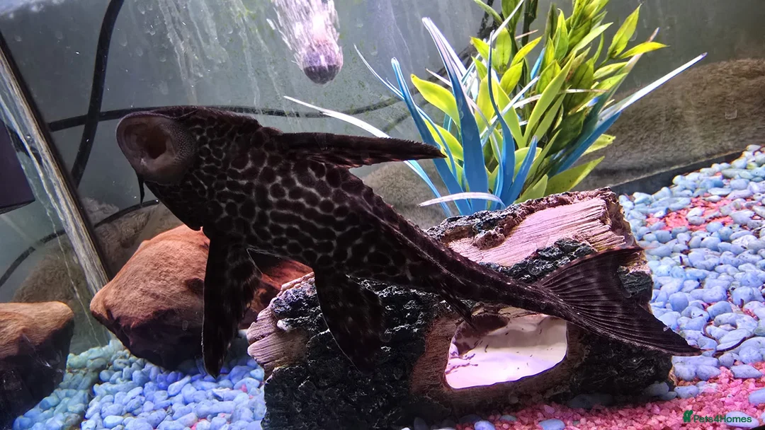 Plecos fish for sale: Common Pleco - Advert 3