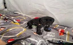 Mixed Breed dogs for sale: Docker Puppies For Sale🐶 - Image 13
