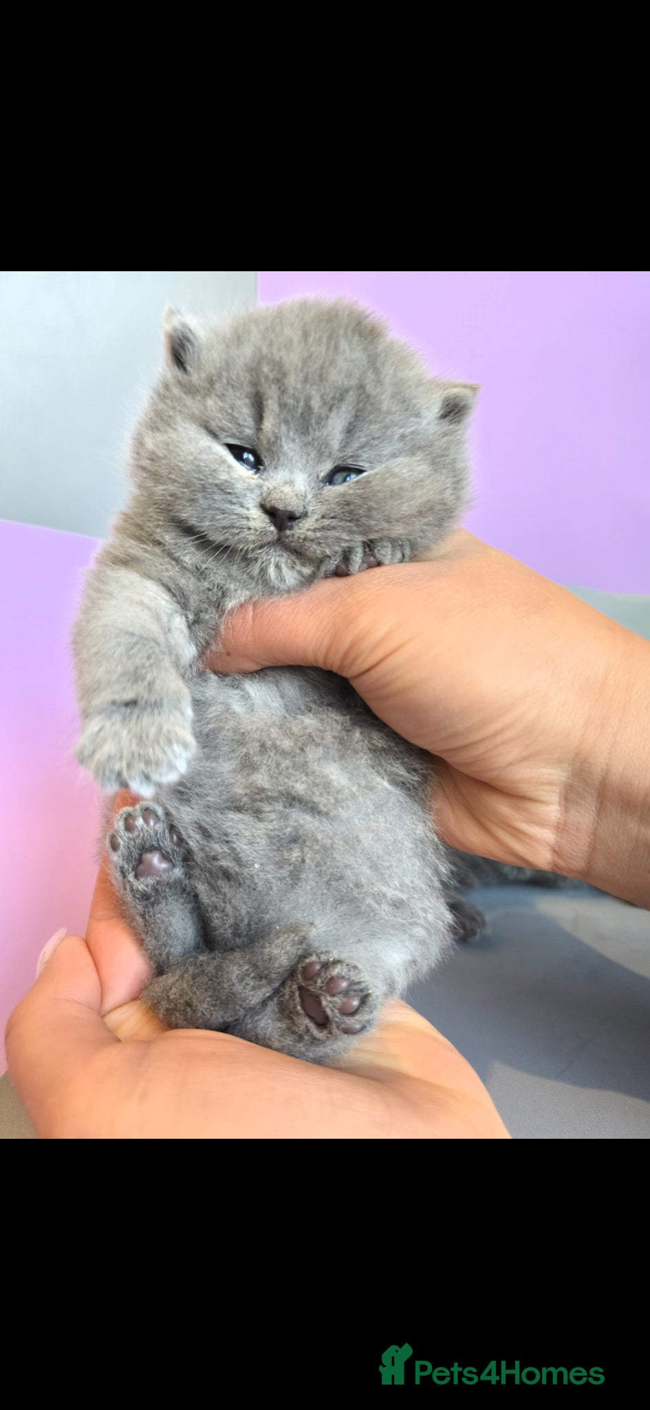 British Shorthair cats 🐻BLUE GIRL&BOY ,LILAC BOY HEALTHY KITTENS 🐻🐻 - Advert 1
