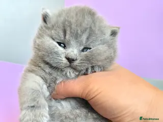British Shorthair cats 🐻BLUE GIRL&BOY ,LILAC BOY HEALTHY KITTENS 🐻🐻 - Advert 1