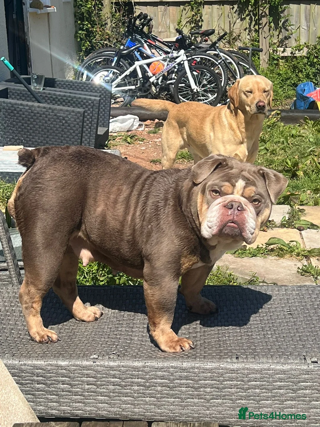 English Bulldog dogs for sale: British Bulldog 3 years  in Exeter - Advert 1