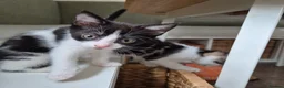 Mixed Breed cats for sale: *two left* Amazing family raised kitten - Advert 8