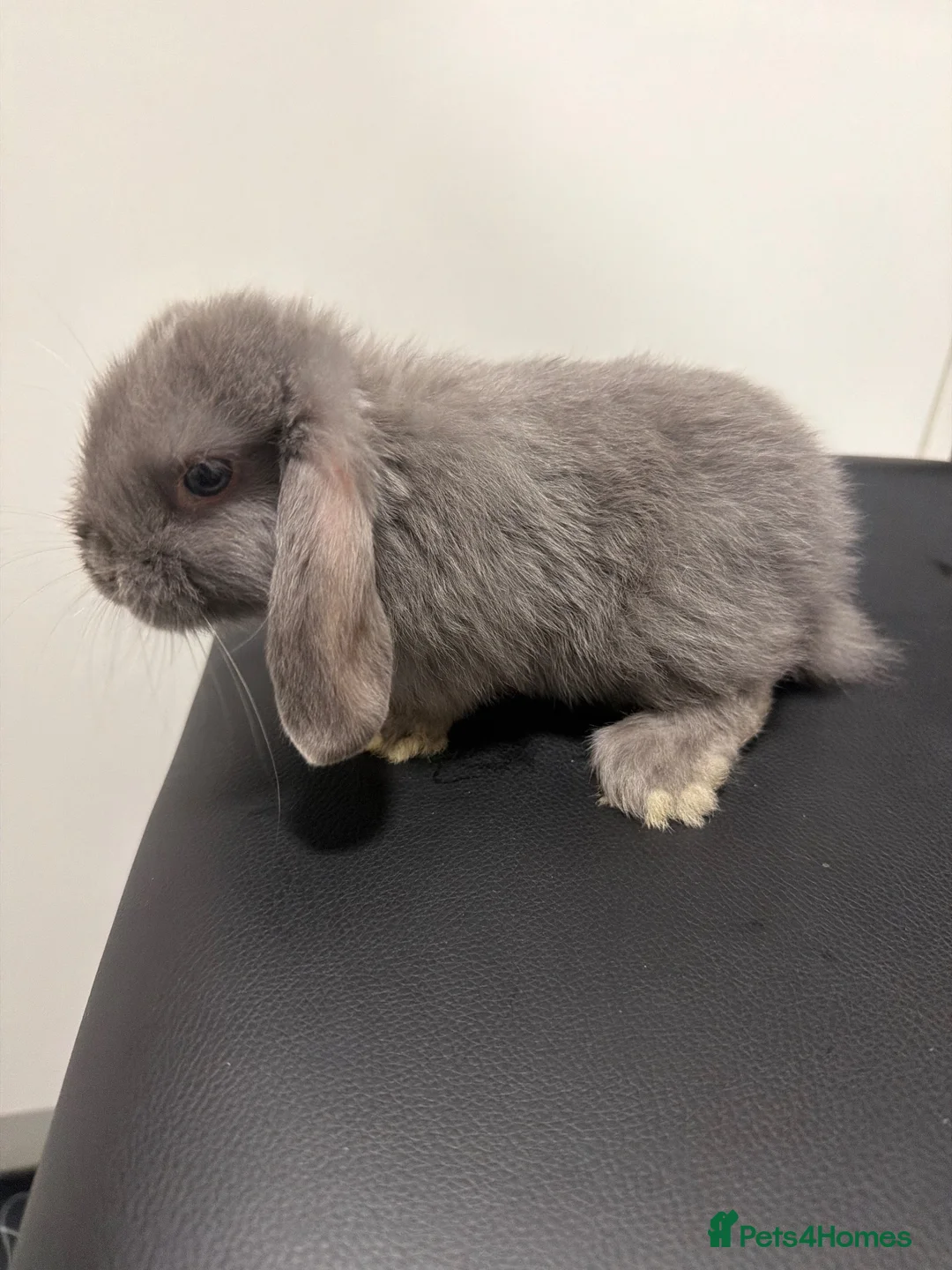Mini Lop rabbits for sale: 🐇Mini lop baby🐇 1 Available!! Ready now!! - Advert 2