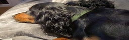 Cocker Spaniel dogs for sale: Beautiful 2 old male cocker spaniel  - Advert 6