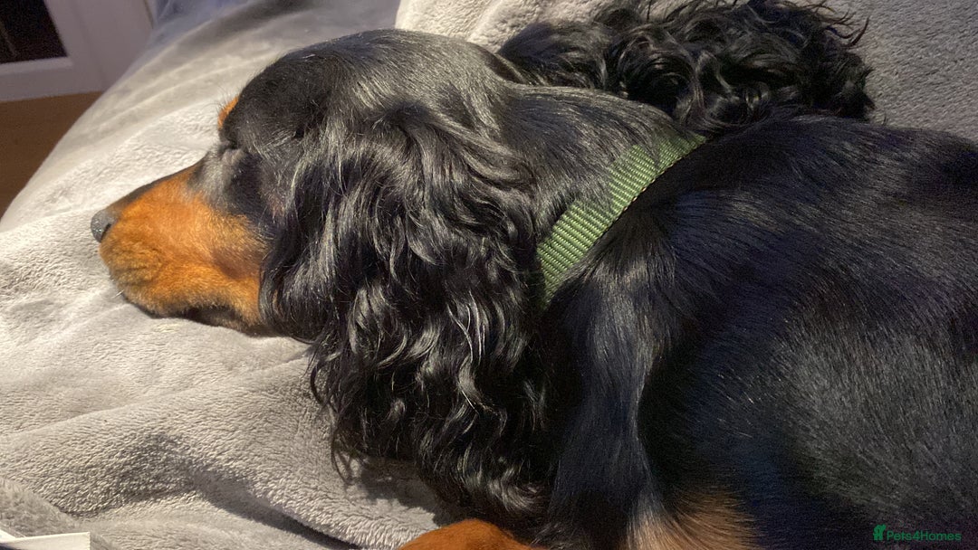 Cocker Spaniel dogs for sale: Beautiful 2 old male cocker spaniel  - Advert 6