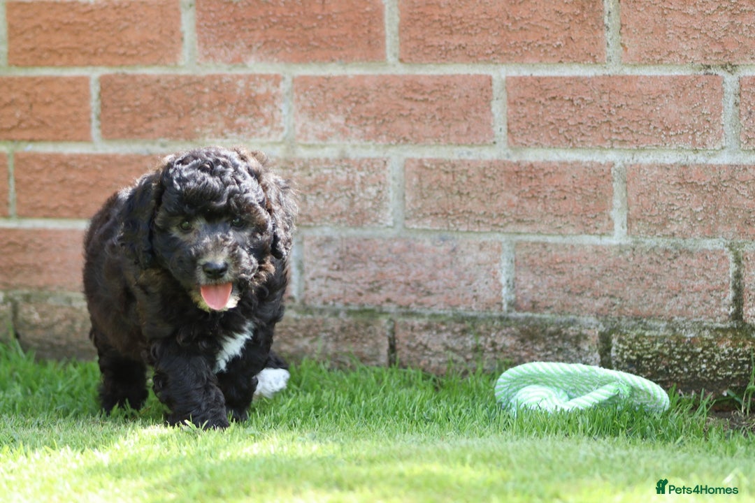 Cavapoochon dogs for sale: Beautiful Cavapoochon female puppy for sale - Image 10