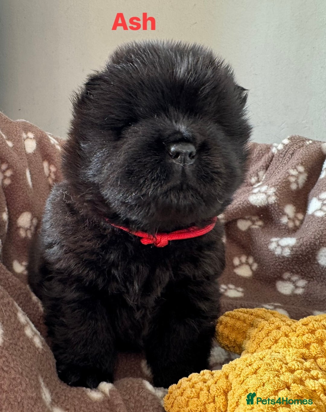 Chow Chow dogs for sale: Wyvernwest - Puppies have arrived  - Advert 7