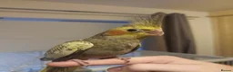 Cockatiels birds for sale: Cockatiel - Hand Tamed Baby - Ready Now - Advert 1